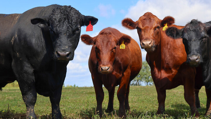cattle looking at a camera
