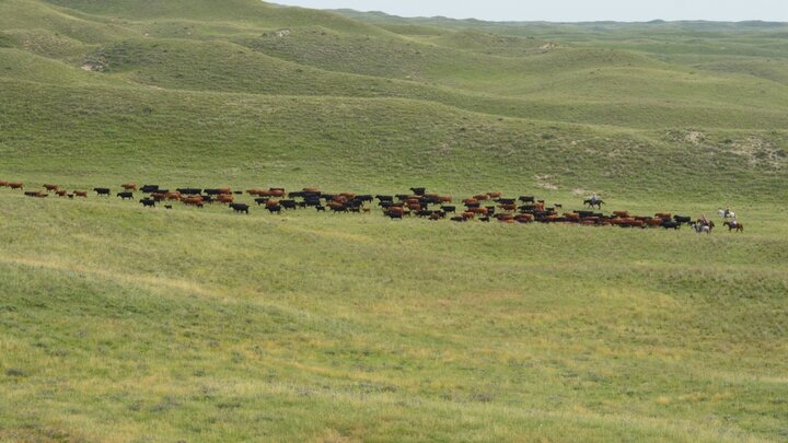 cattle in a pasture