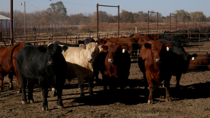 Cattle in a feedlot