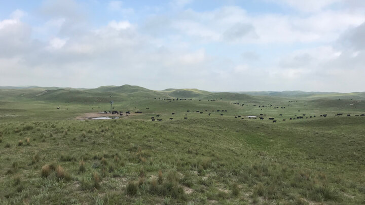 Cattle grazing summer range on the Diamond Bar Ranch.