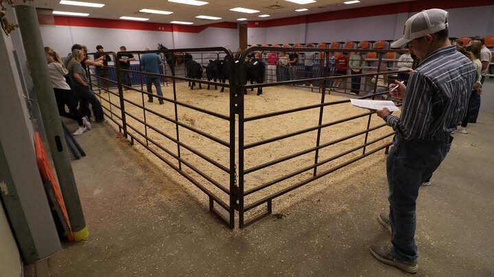 A student looking at some cattle during class