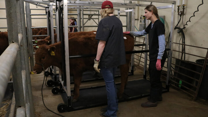 University researchers conducting heat stress research trials.