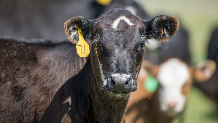 calf