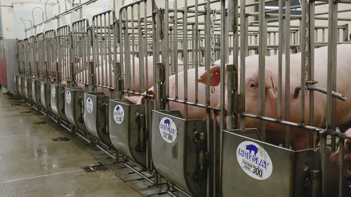New gate feeders, funded by Nebraska Pork Producers Association.