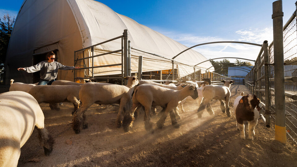 a student rounding up sheep and goats