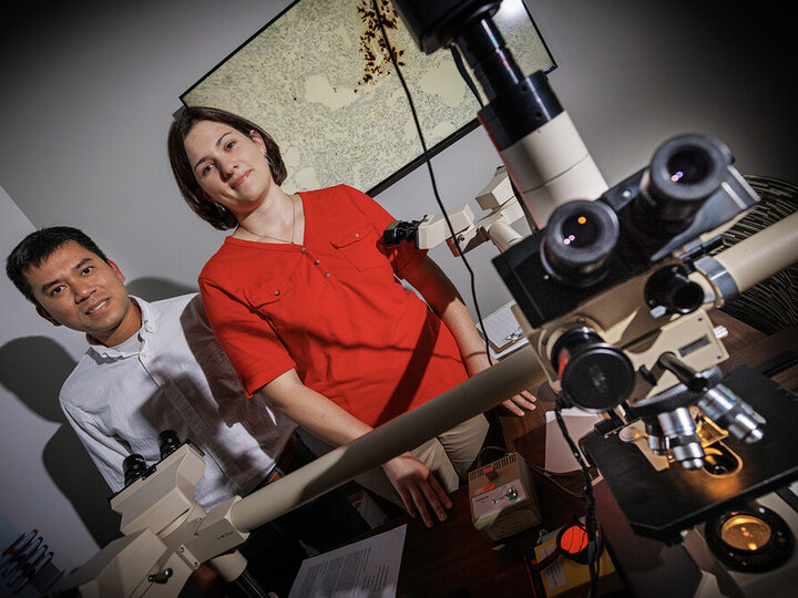 Husker scientists Hiep Vu and Sarah Sillman are pursuing federally funded interdisciplinary research aiming to strengthen prevention against porcine reproductive and respiratory syndrome virus, a major threat to swine production worldwide. Vu is an associate professor of animal science, and Sillman is an assistant professor with the School of Veterinary Medicine and Biomedical Sciences and the Nebraska Veterinary Diagnostic Center.