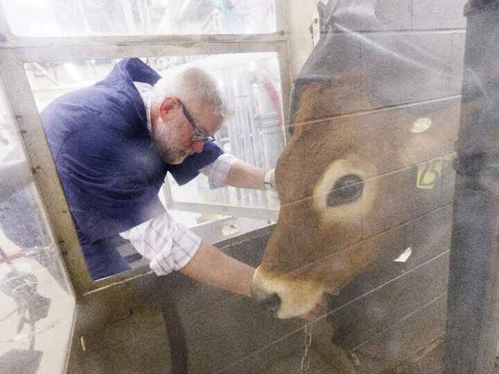 Paul Kononoff, professor of animal science, hooks up Lila, a 10-month-old jersey cow, in a portable booth, where her breath will be measured and sampled to determine the amount of methane produced by the animal. 