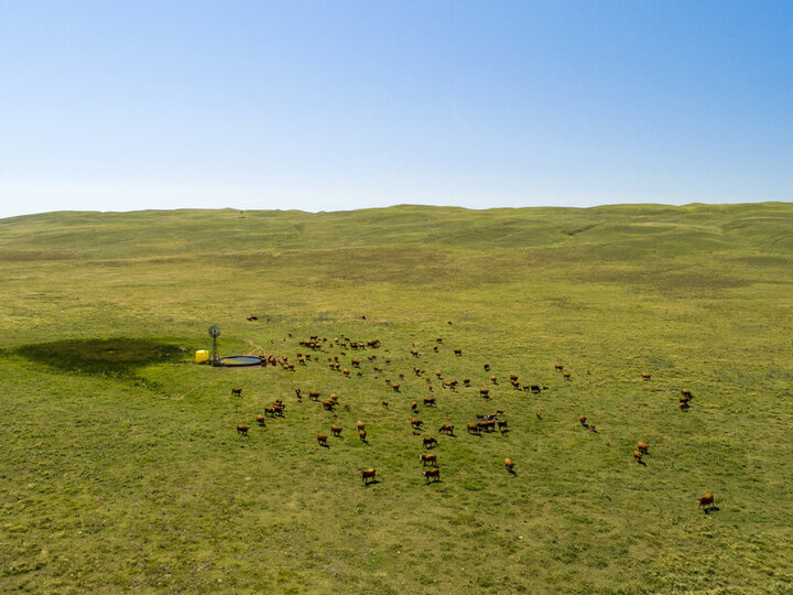 cattle grazing in the Nebraska sandhills