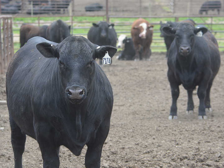 cattle in a feedlot