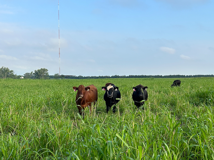 cattle in a pasture