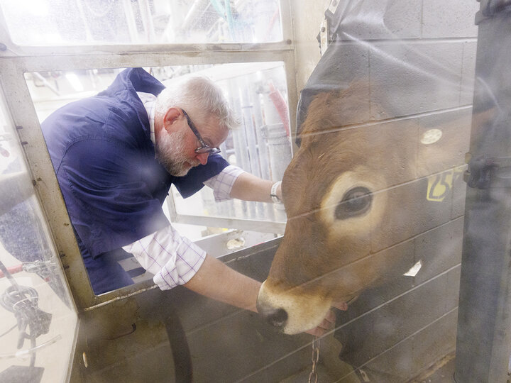 Paul Kononoff, Professor of Animal Science, hooks up Lila, a 10-month-old jersey cow, in the portable booth, where her breath will be measured and sampled to determine the amount of methane produced by the animal. To measure the gas, a cow is surrounded by a phone-booth like structure where the cow eats and drinks as the air is collected and sampled.