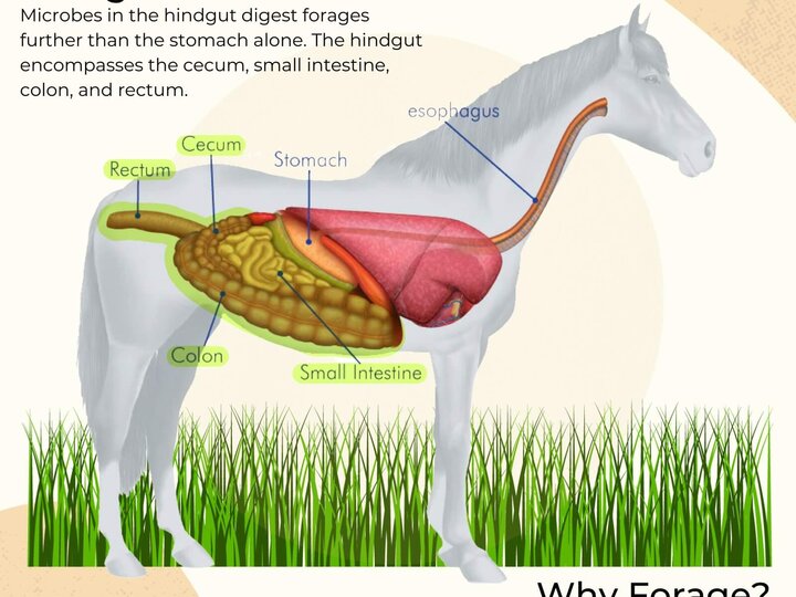Why Forage? The Equine Digestive System