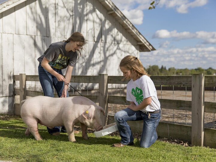 youth caring for livestock