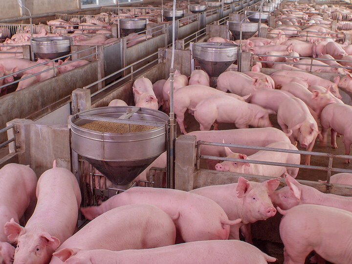 a swine facility