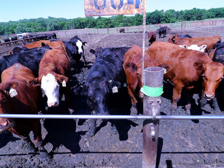 beef cattle in a feeedlot