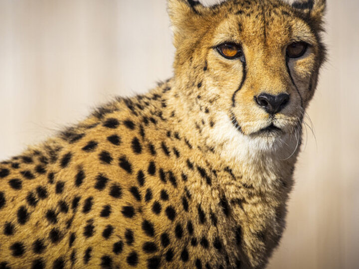 a cheetah