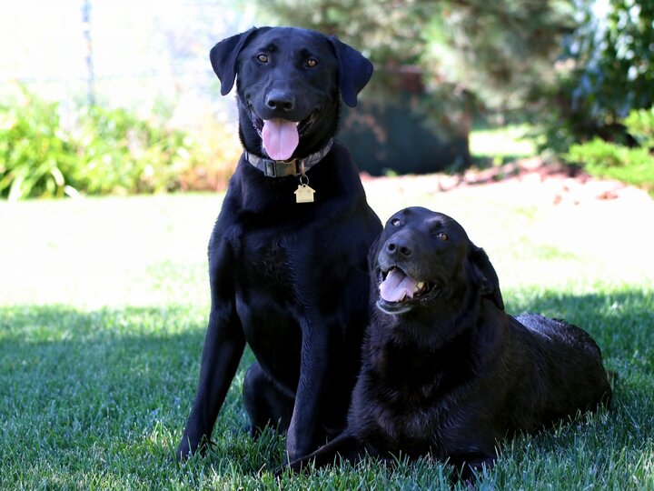 picture of two black dogs