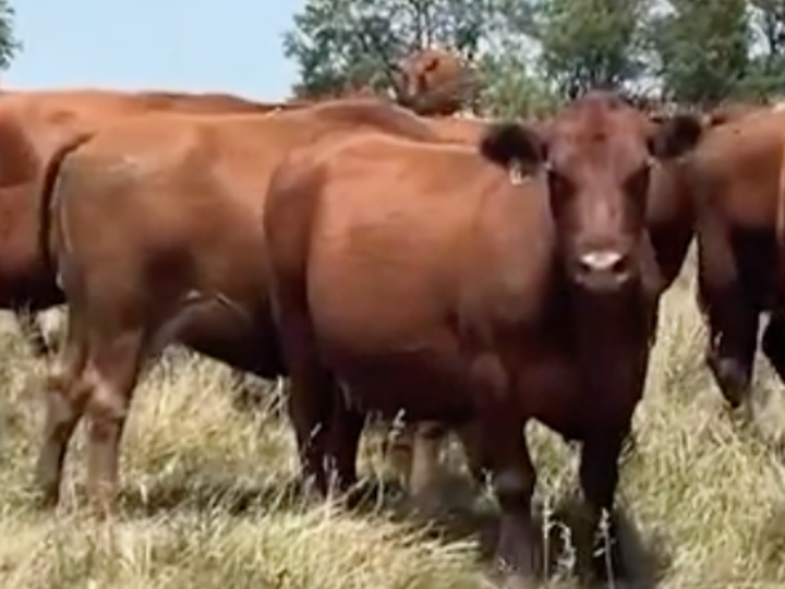 cattle in a pasture