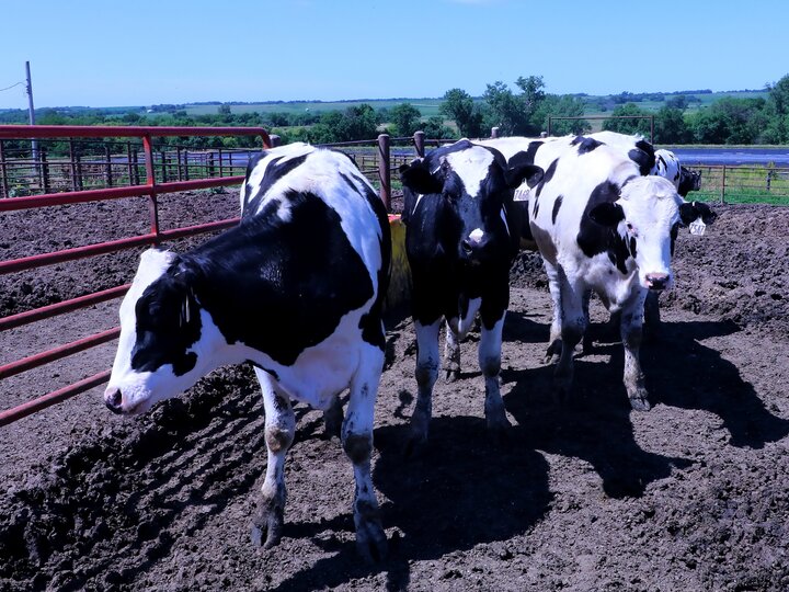 dairy cattle in pen