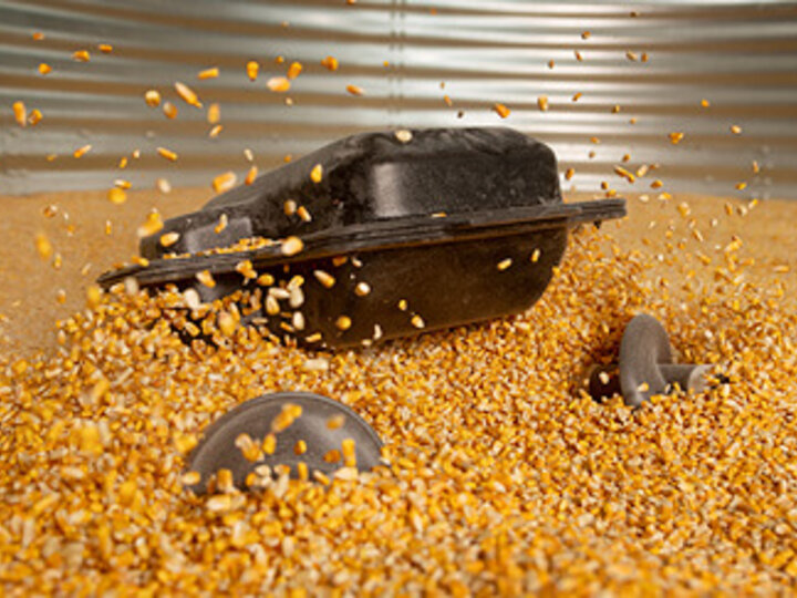 grain weevil in a grain bin