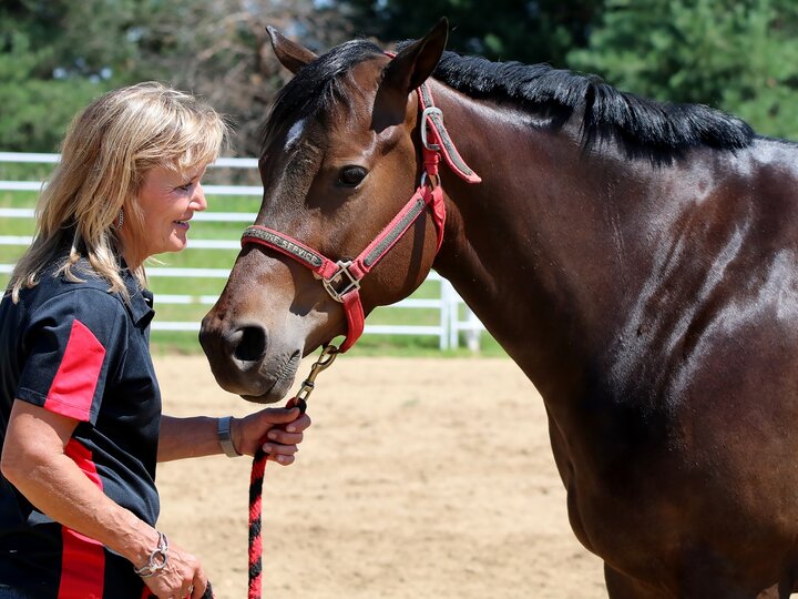 horse being led by a trainer