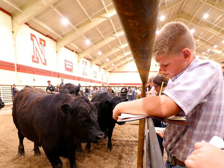 youth judging beef cattle