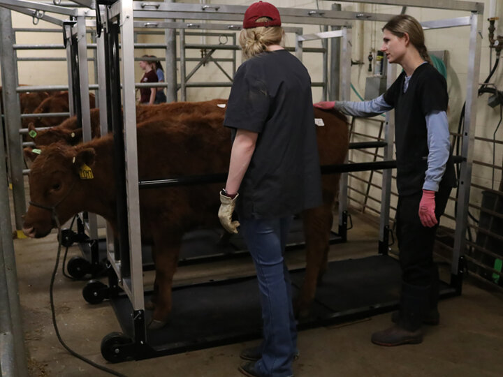 University researchers conducting heat stress research trials.