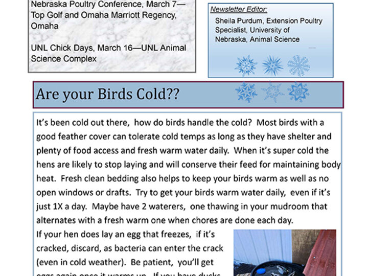 front page of Winter 2023-24 Poultry Newsletter