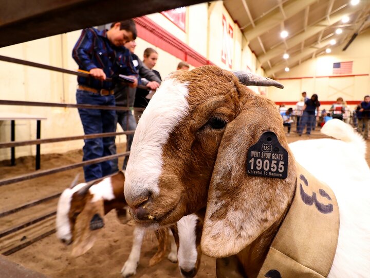 goats at a judging competition