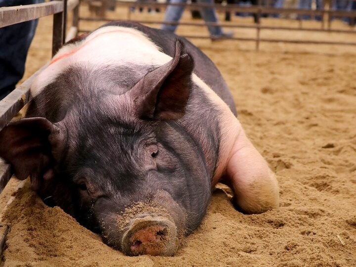 pig laying on ground