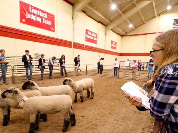 youth judging livestock