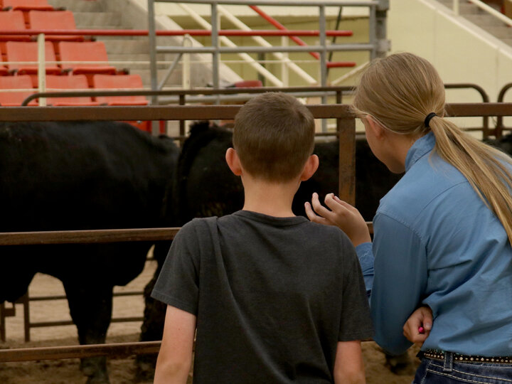 a boy and girl judging beef cattle