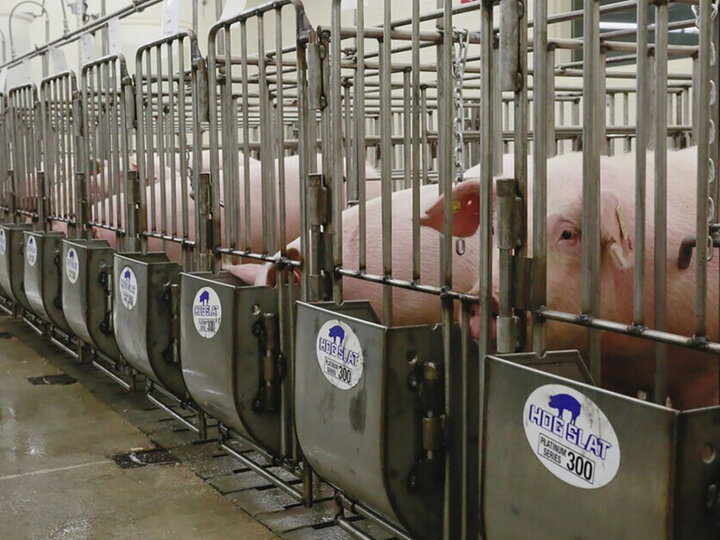 New gate feeders, funded by the Nebraska Pork Producers Association, have given a boost to swine research at the University of Nebraska–Lincoln.
