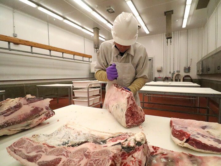 A student preparing to cut ribeye steaks