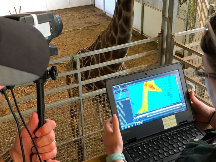 researchers looking at giraffe with a thermal camera