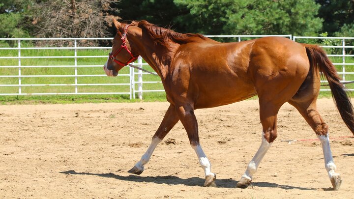 horse walking in an arena