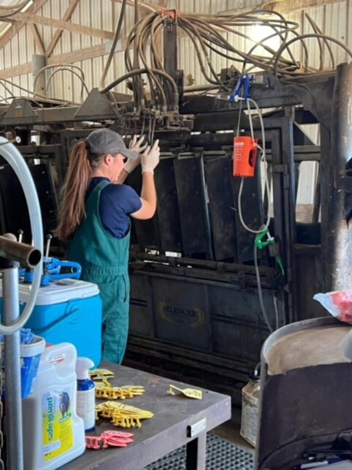Rush working a cattle chute