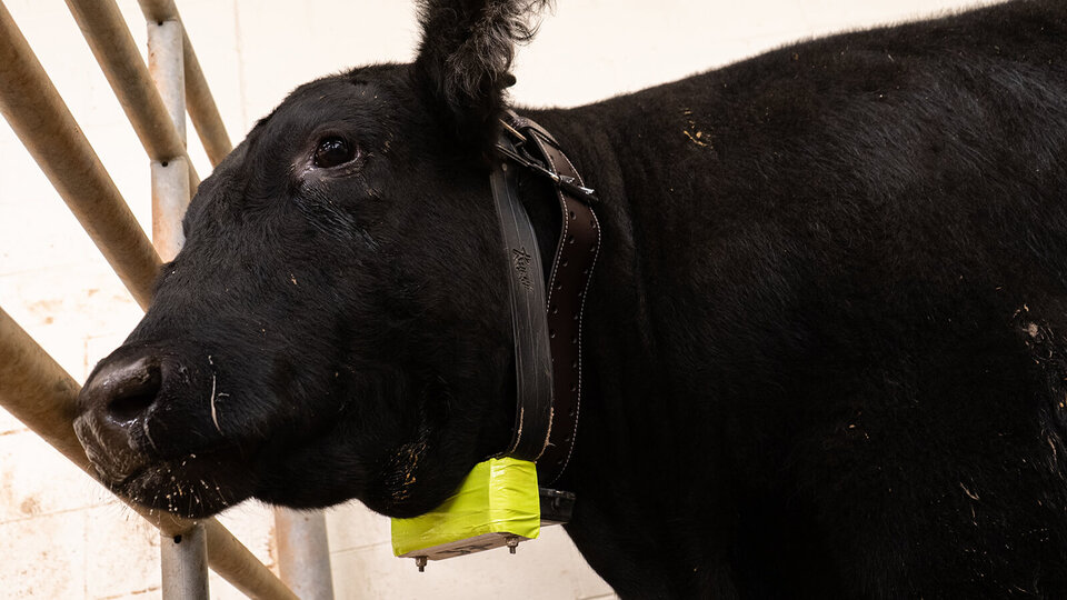 an example of a cattle GPS collar