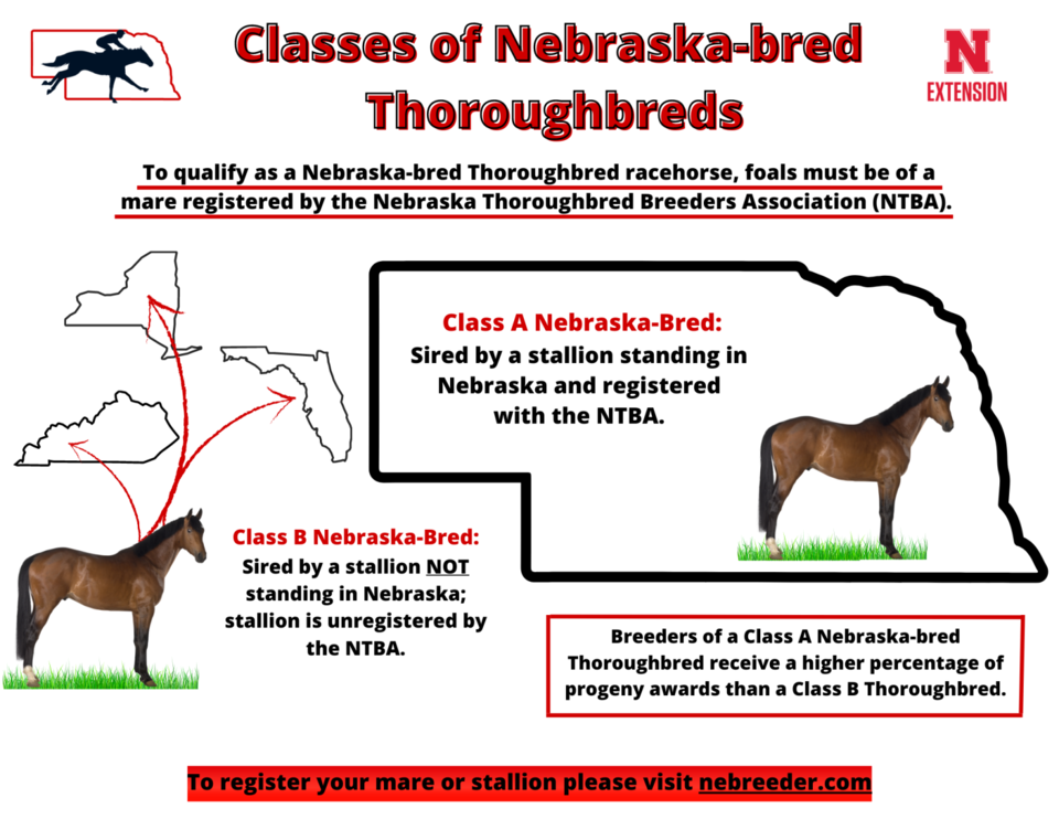 Classes of NE Bred Thoroughbreds Infographic