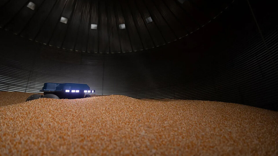 grain weevil in a grain bin