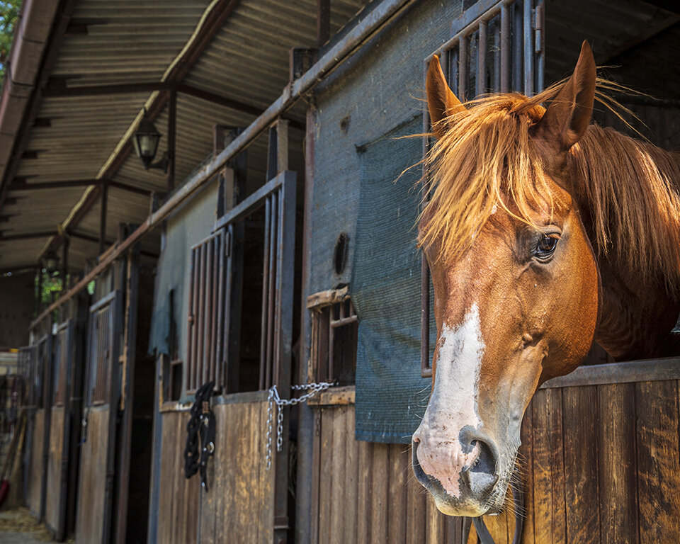 horse looking out of a barn