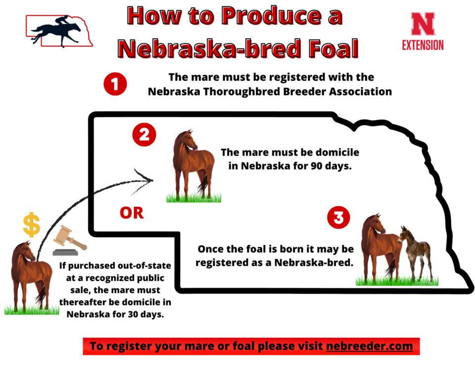 How to Produce a Nebraska-bred Foal Infographic