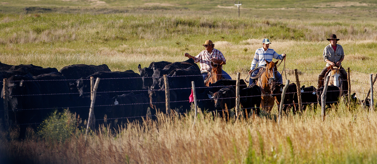 Cattle and the sand hills near Gudmundsen Ranch, Whitman, Nebraska