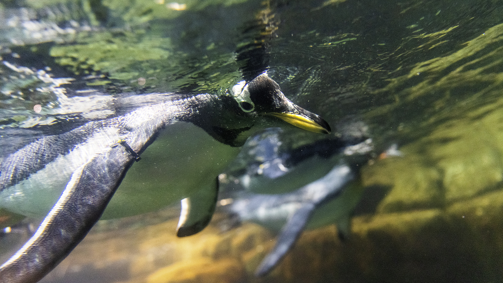 A gentoo penguin takes a plunge at Omaha's Henry Doorly Zoo and Aquarium. Gentoos are the fastest underwater swimmers among all penguin species, reaching speeds of more than 20 miles per hour. 