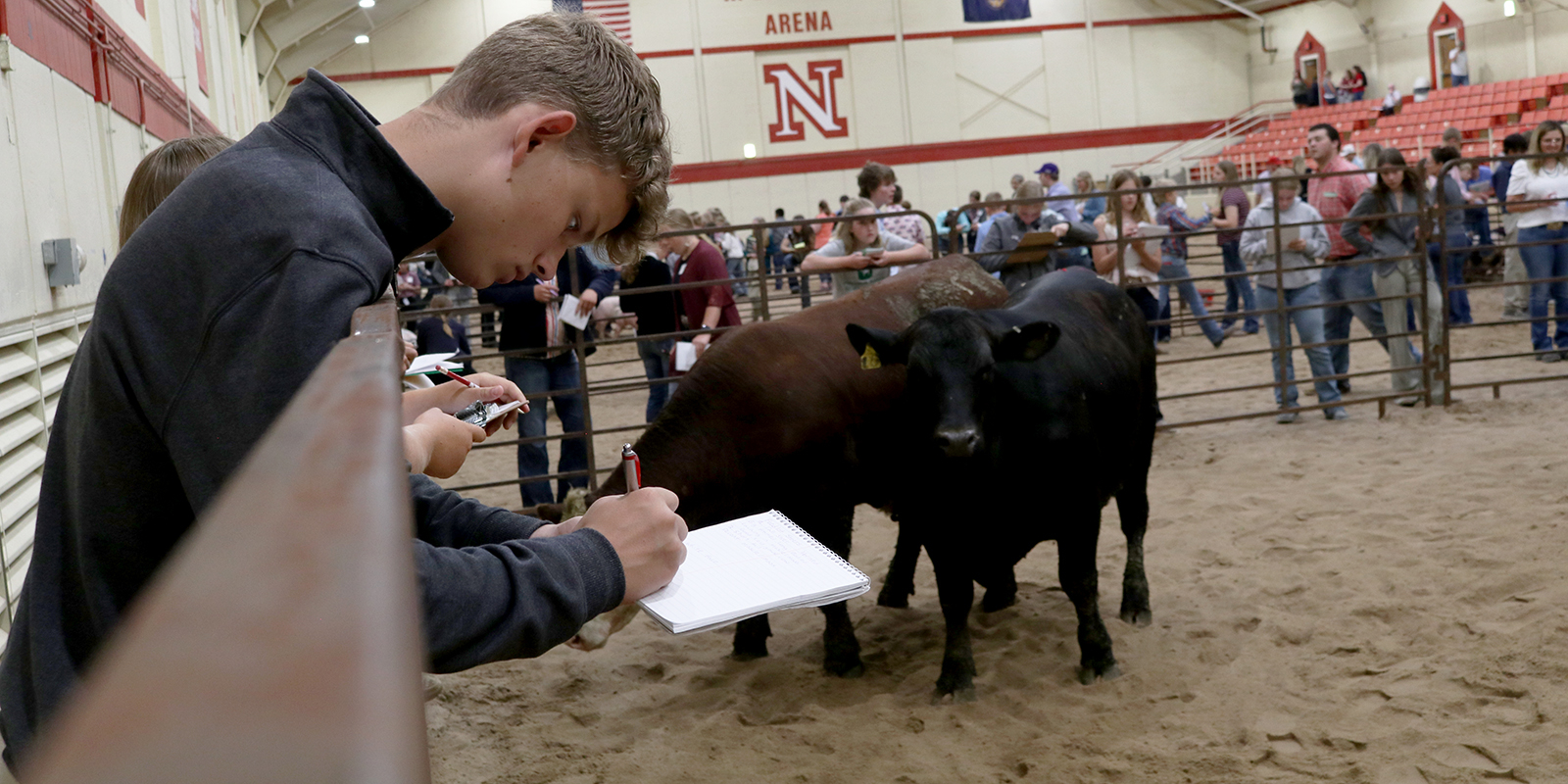 A student evaluates cattle during a judging competition