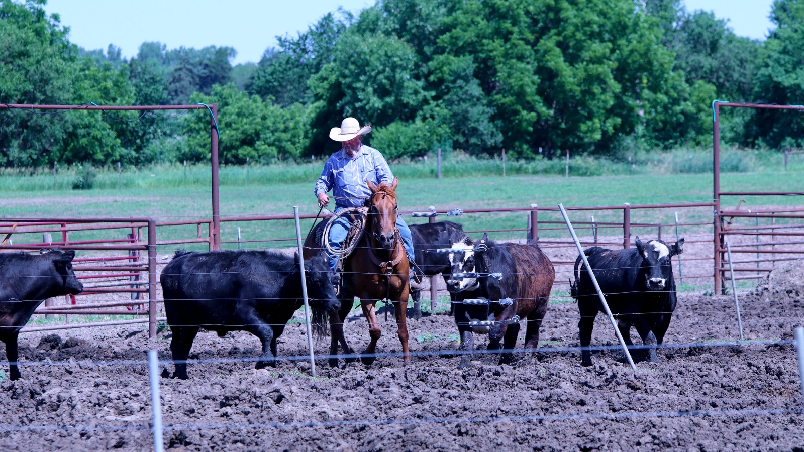A man on a horse in a feedyard surrounded by cows