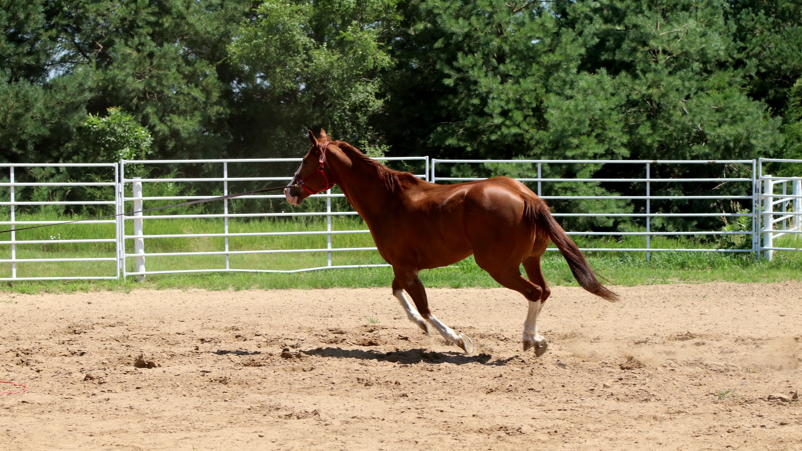 Horse loping