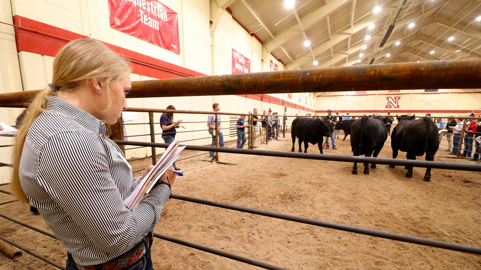 Students looking and judging cattle