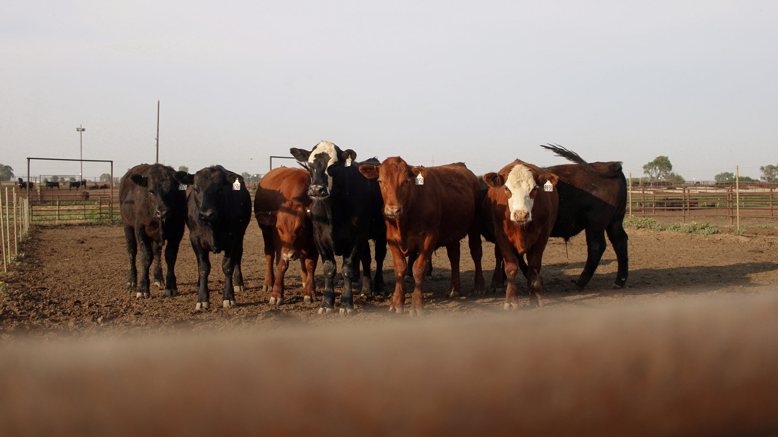 cattle in a feedyard